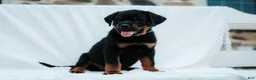 Rottweiler dogs for sale: Rottweiler 5 - Ad 4