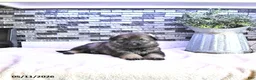 German Shepherd dogs for sale: Ember - Ad 4