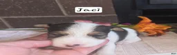 Wire Fox Terrier dogs for sale: (Jaci)  Wire Fox Terrier 2 - Ad 5