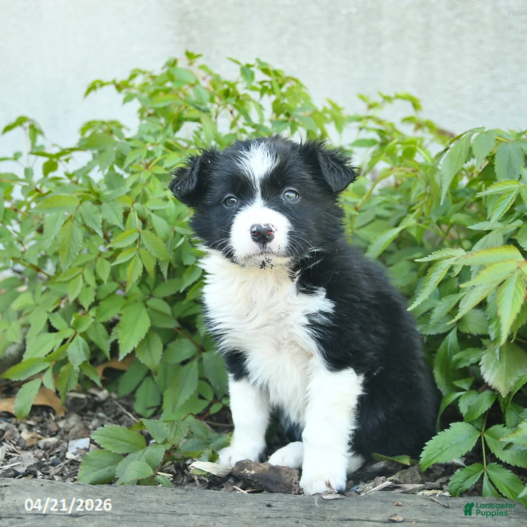 Border Collie dogs for sale: Calico  - Ad 2