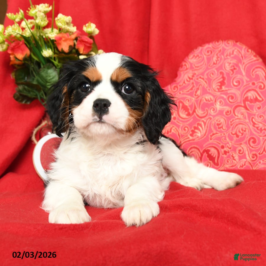 Cavalier King Charles Spaniel dogs Lady - Ad 11