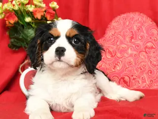 Cavalier King Charles Spaniel dogs Lady - Ad 11