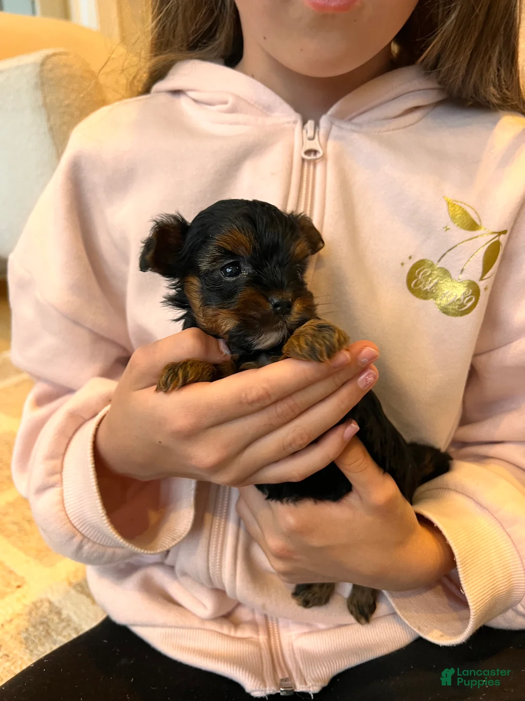 Morkie dogs for sale: Cookie - Ad 3