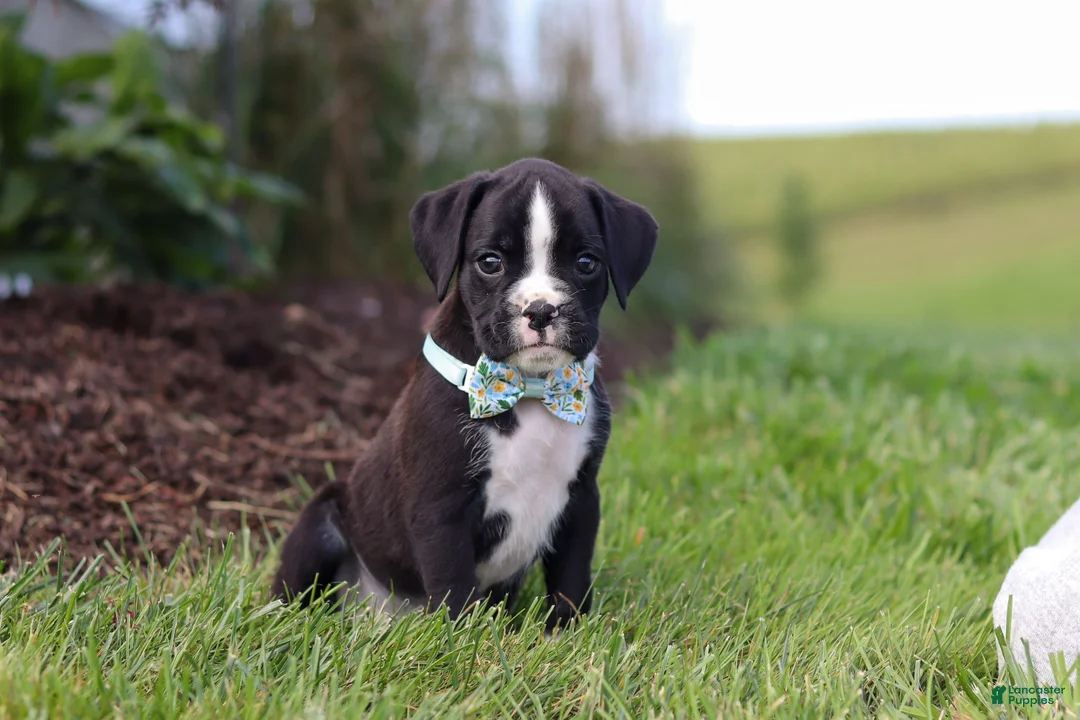 Boxer dogs for sale: Lance - Ad 2