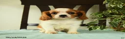 Cavalier King Charles Spaniel dogs for sale: Aspen  - Ad 3