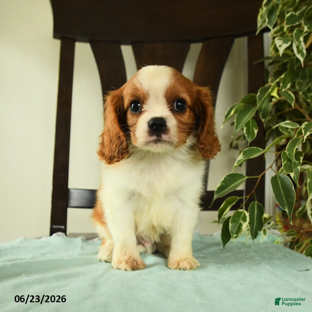 Cavalier King Charles Spaniel dogs for sale: Aspen  - Ad 3