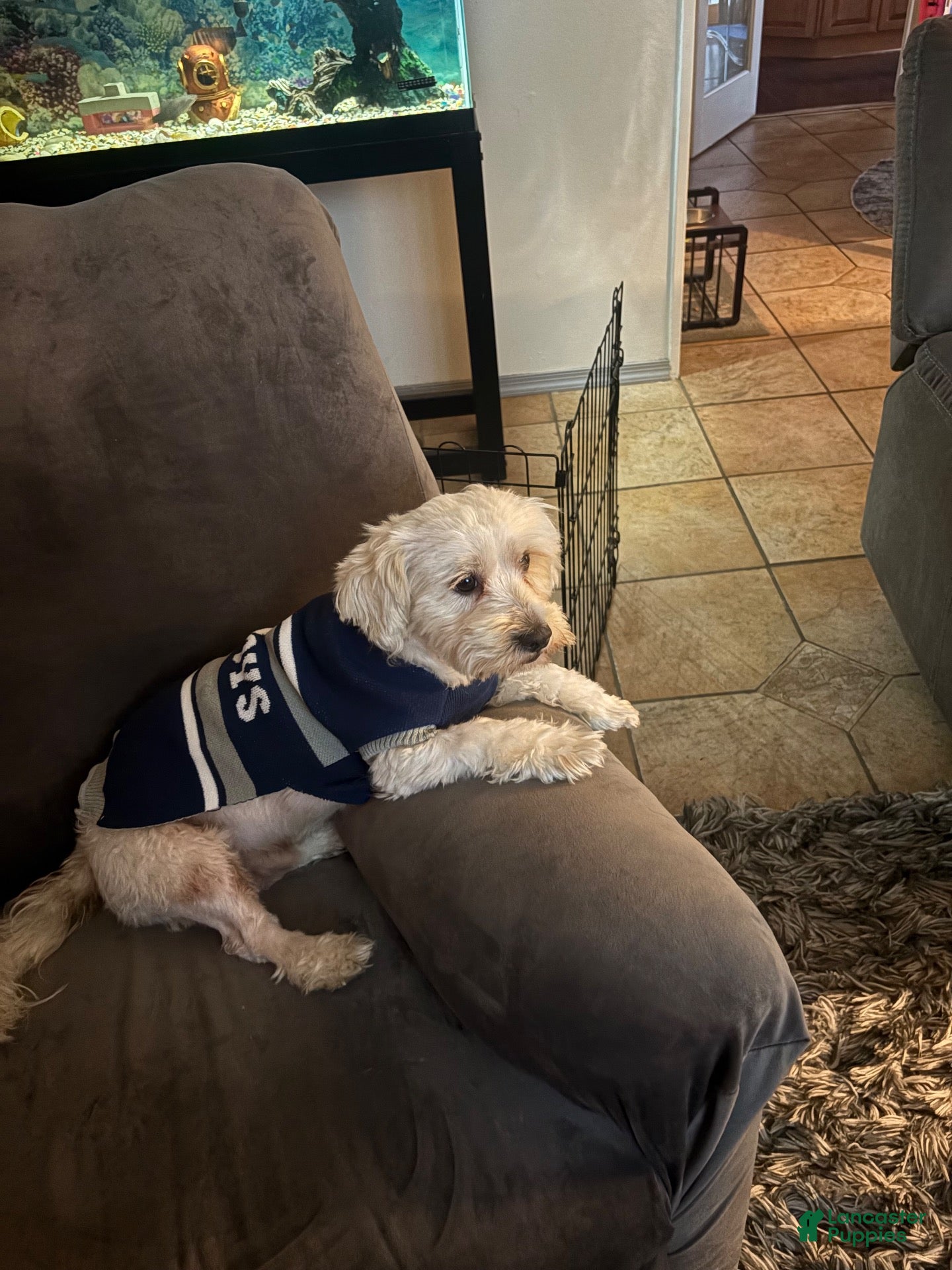 Maltipoo dogs for sale: Maltipoo 1 - Ad 1