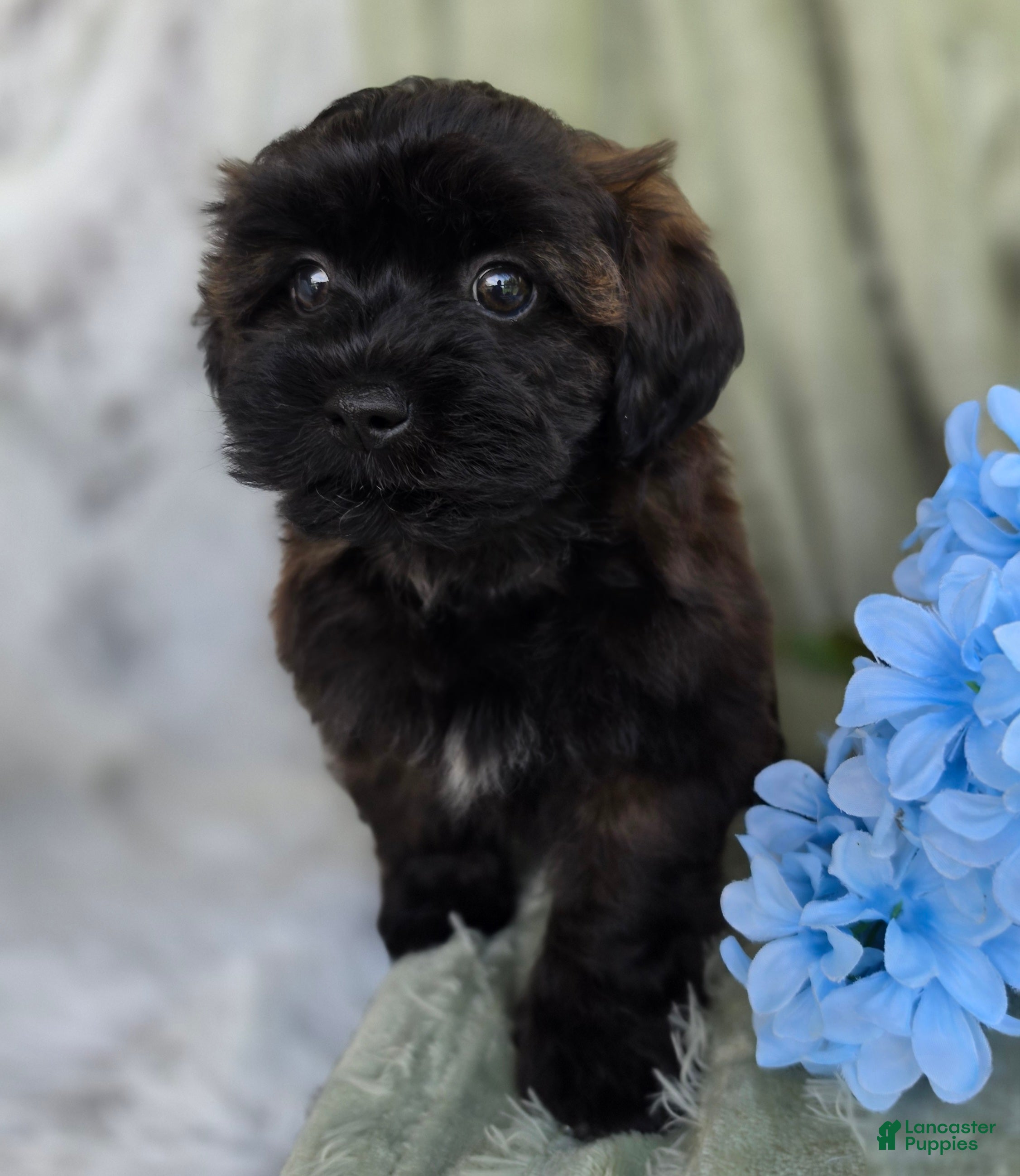 Shihpoo dogs Skyler - Ad 1