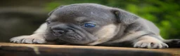 French Bulldog dogs for sale: Casey French Bulldog  - Ad 9