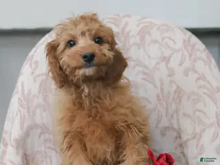 Cavapoo dogs Kyler - Ad 27