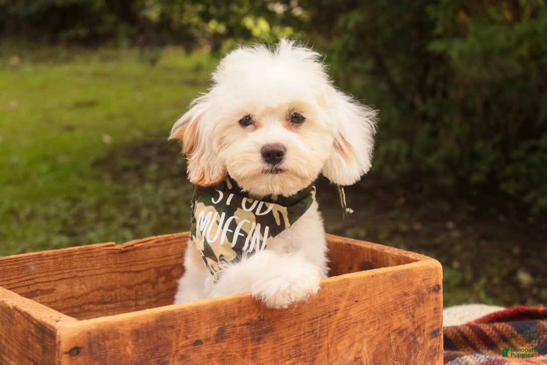 Mixed Breed dogs Smurf MUNCHKIN BERNEDOODLE - Ad 1