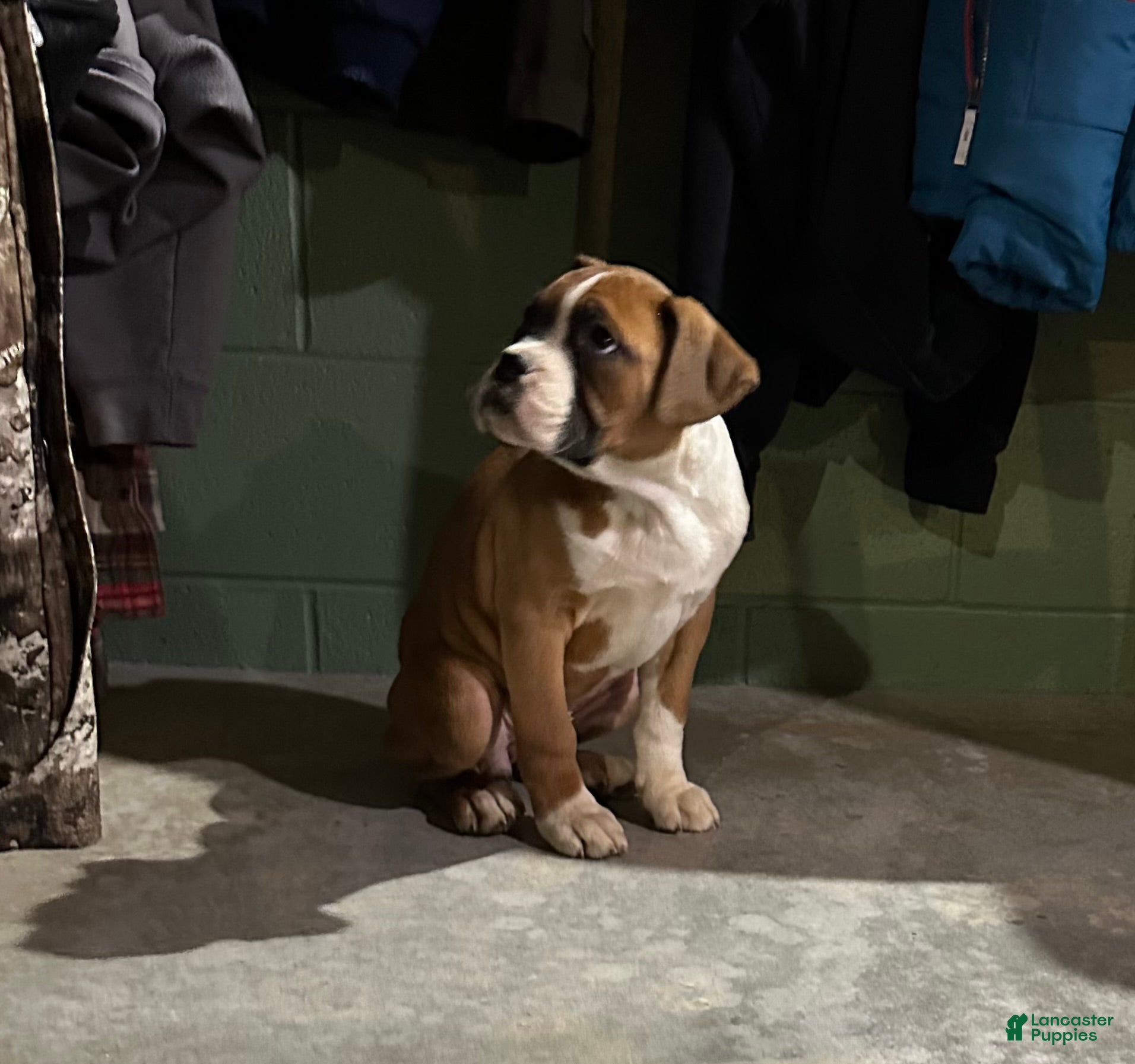 Boxer dogs Mia  - Ad 31