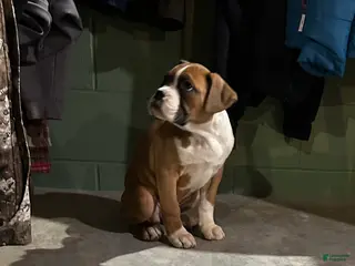 Boxer dogs Mia - Ad 31