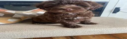 Miniature Labradoodle dogs for sale: Merle- Jackson - Ad 1