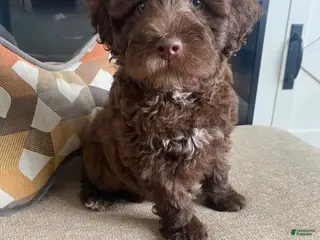 Miniature Labradoodle dogs for sale: Merle- Jackson - Ad 2