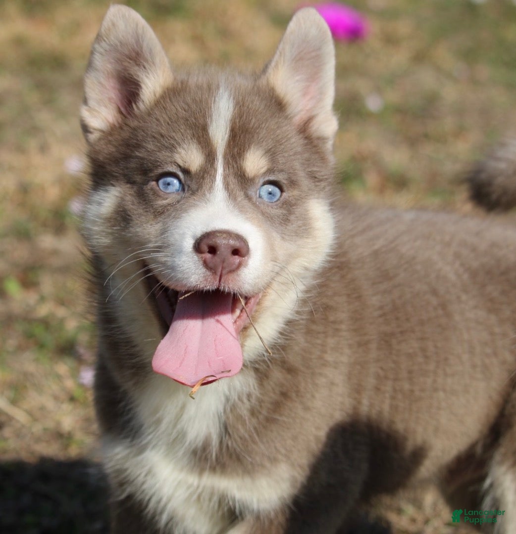 Pomsky dogs Lee - Ad 2