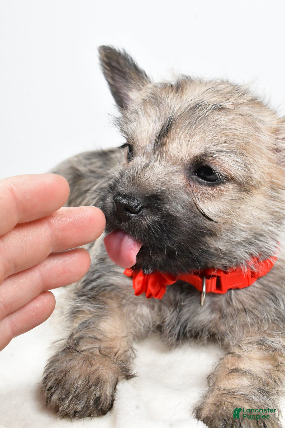 Cairn Terrier dogs for sale: Tammy - Ad 10