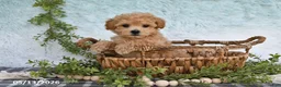 Bichpoo dogs for sale: Holly - Ad 5