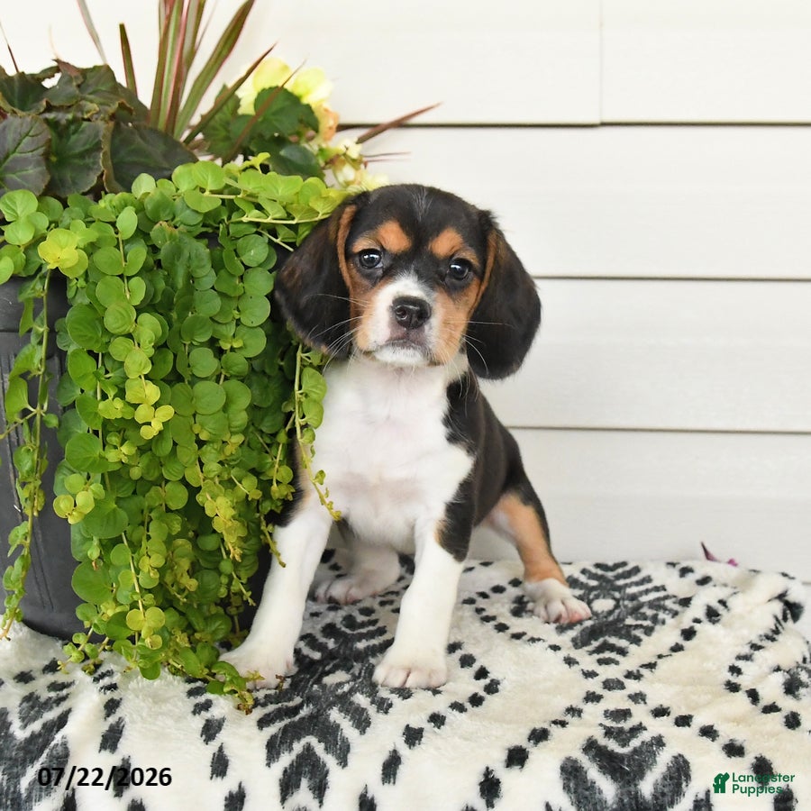 Beaglier dogs Maya - Ad 2