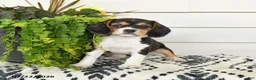 Beaglier dogs for sale: Maya - Ad 2