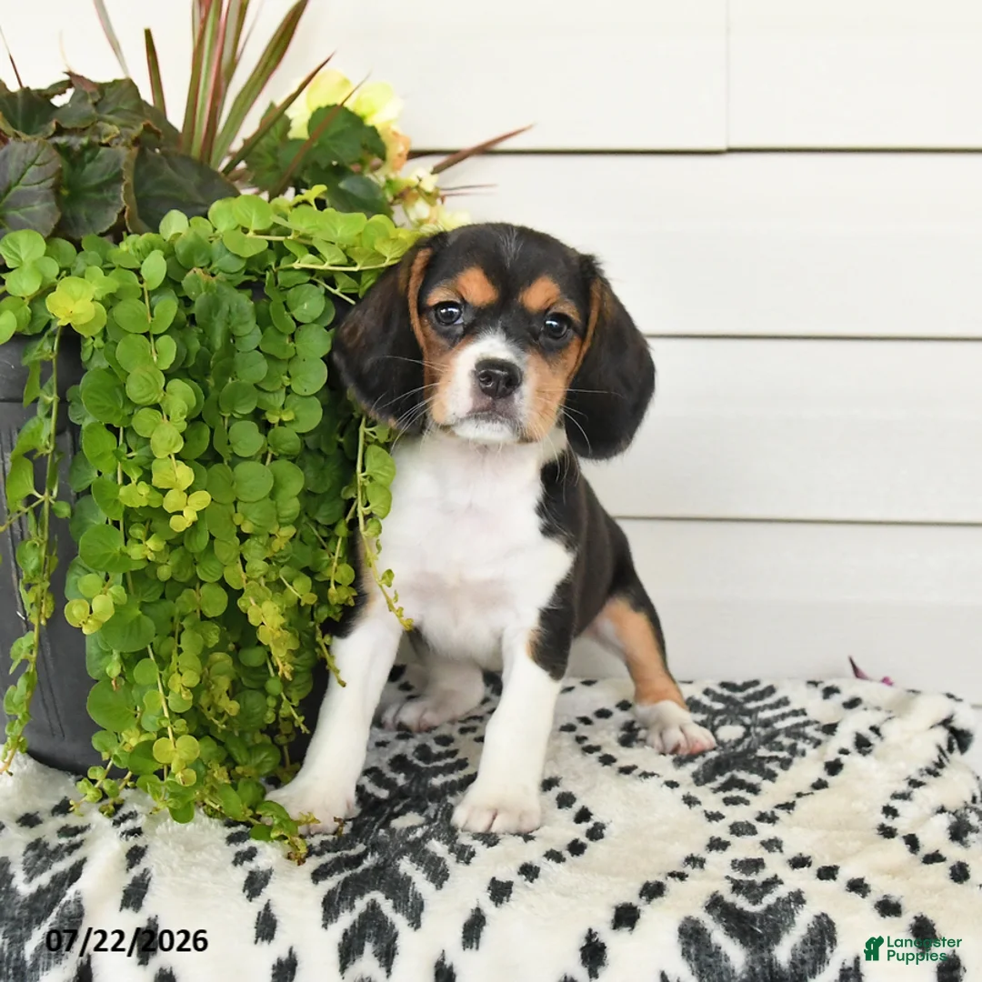 Beaglier dogs for sale: Maya - Ad 2