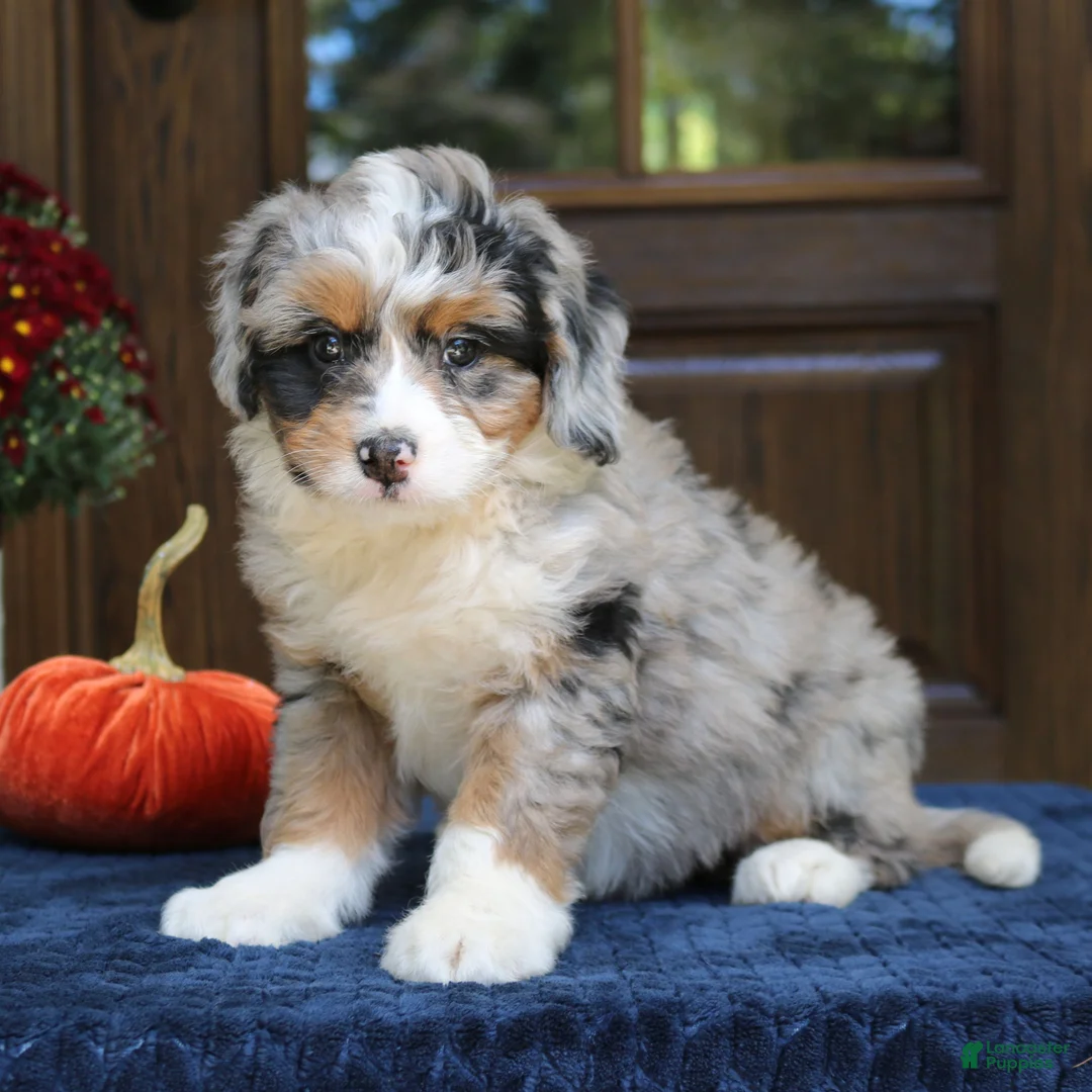 Mini Bernedoodle dogs for sale: Gigi  - Ad 1