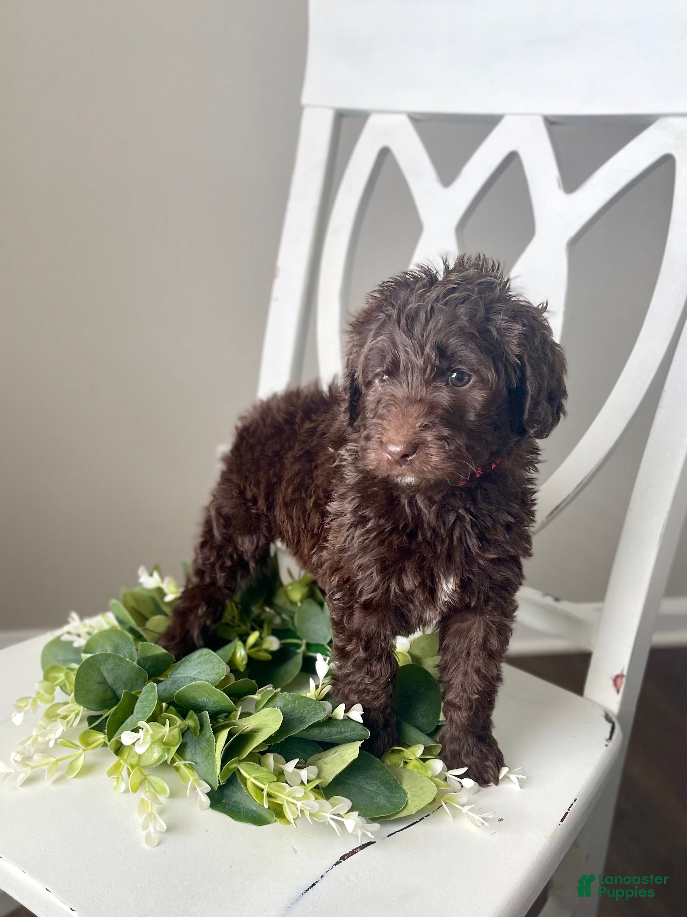 Goldendoodle dogs Ms pink - Ad 41