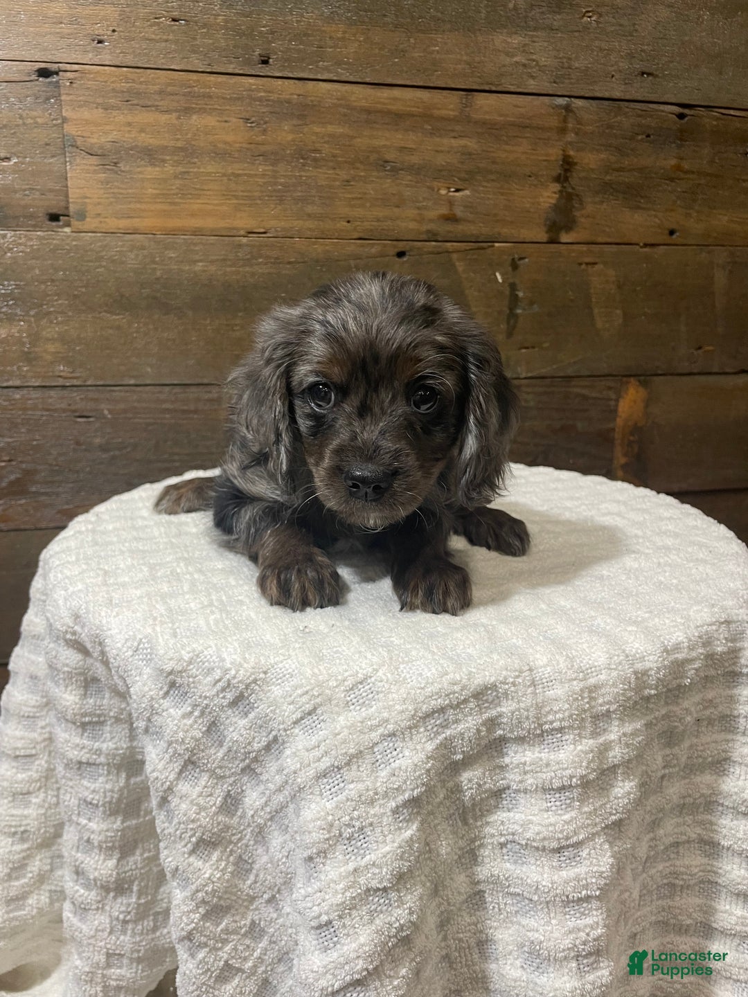 Cavapoo dogs for sale: Blaze - Ad 2