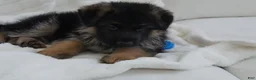 German Shepherd dogs for sale: German Shepherd Pick of litter Male Blue Collar - Ad 8