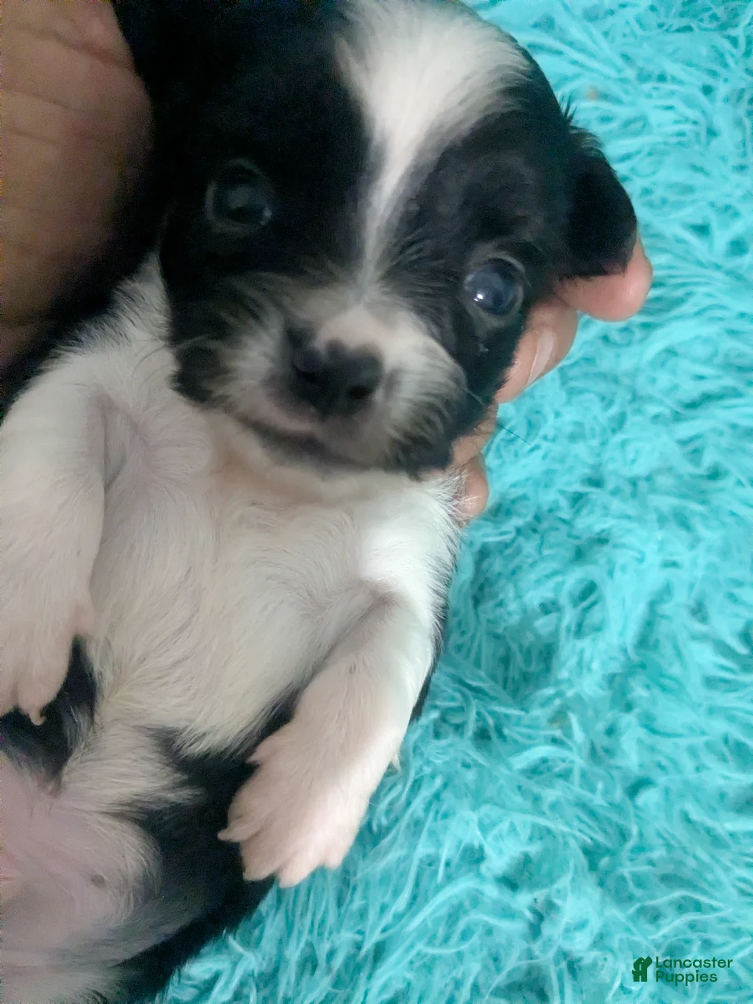 Chihuahua dogs for sale: LC Apple Head Panda  - Ad 1
