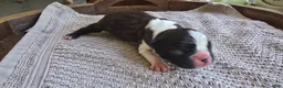 Boston Terrier dogs for sale: Boston Terrier Puppy 1 - Ad 8