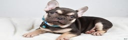 French Bulldog dogs for sale: Ellia  - Ad 2
