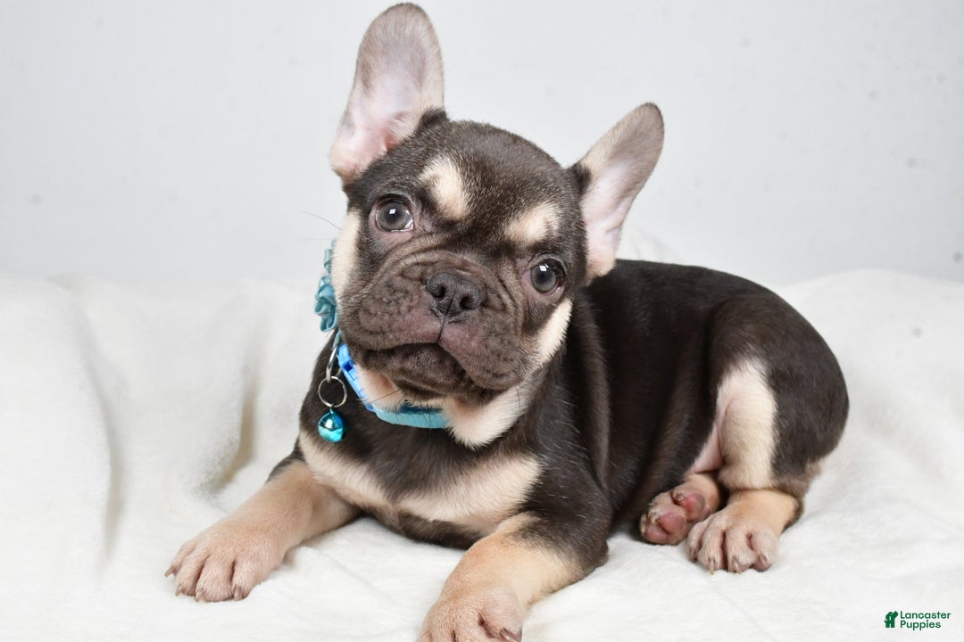 French Bulldog dogs for sale: Ellia  - Ad 2