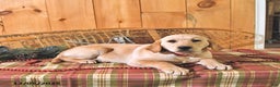 Labrador Retriever dogs for sale: Summer - Ad 5