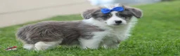 Corgipoo dogs for sale: NOAH - Ad 6