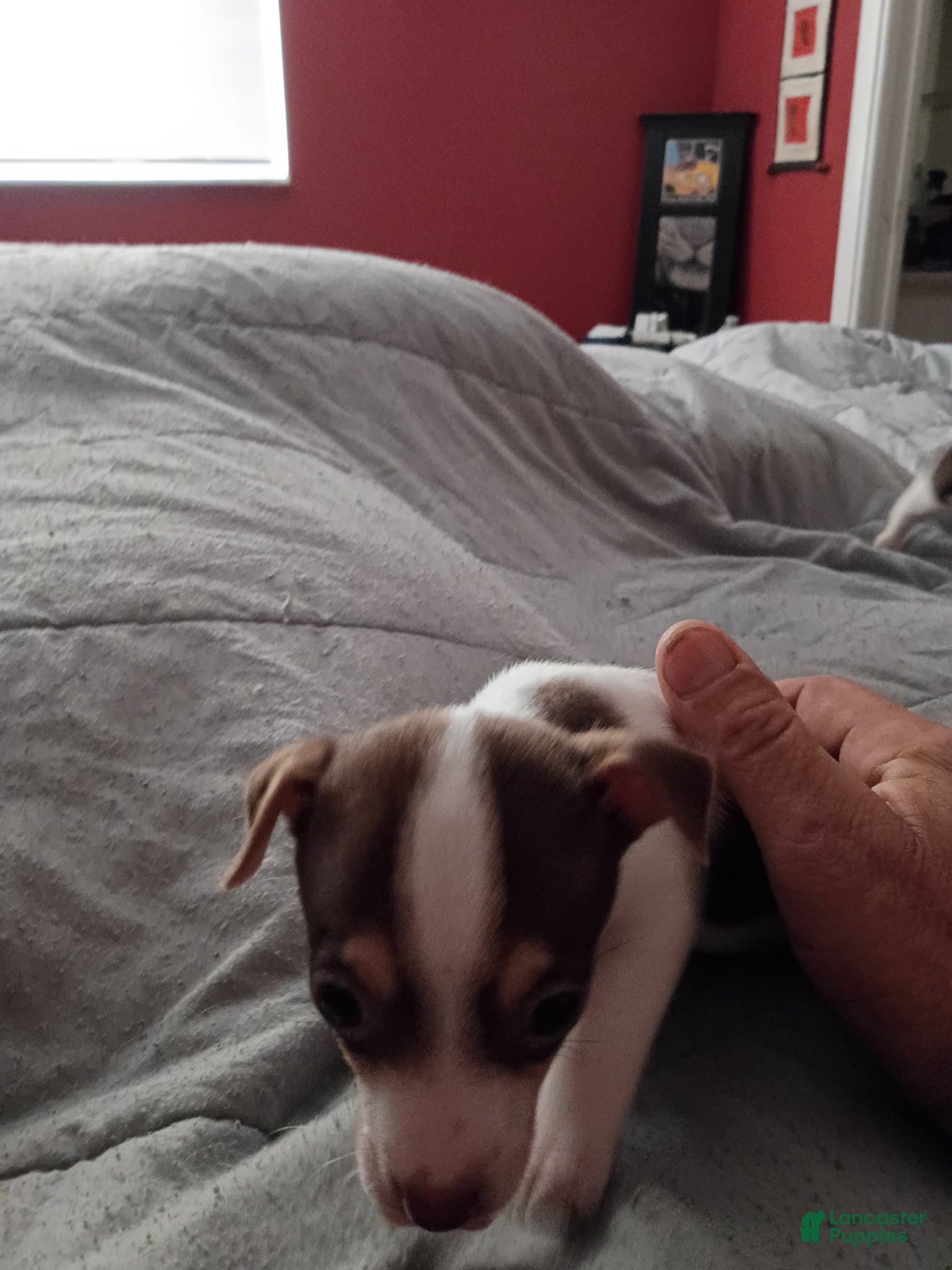 Chihuahua dogs Chihuahua Puppy 2 - Ad 31