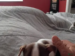 Chihuahua dogs Chihuahua Puppy 2 - Ad 25