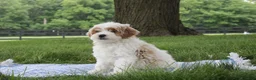 Mini Goldendoodle dogs for sale: Tessa - Ad 3
