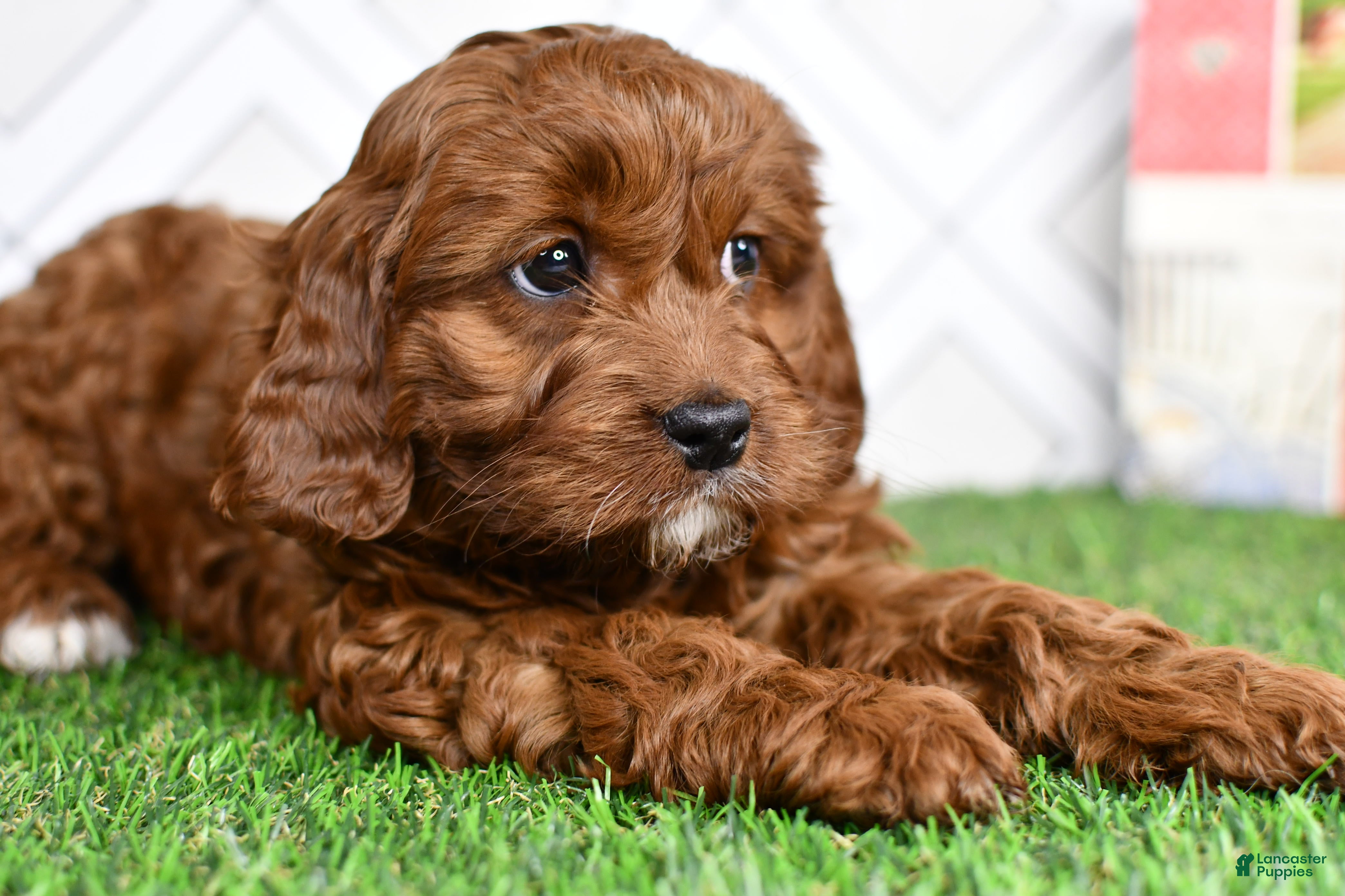 Cavapoo dogs Zyla  - Ad 27