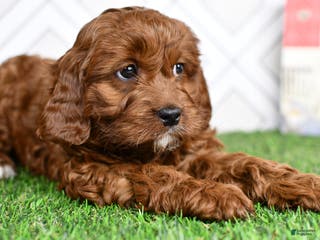 Cavapoo dogs Zyla - Ad 13