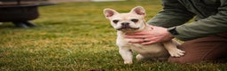 French Bulldog dogs for sale: Addie - Ad 6