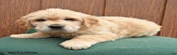 Golden Retriever dogs for sale: Bandit - Ad 3
