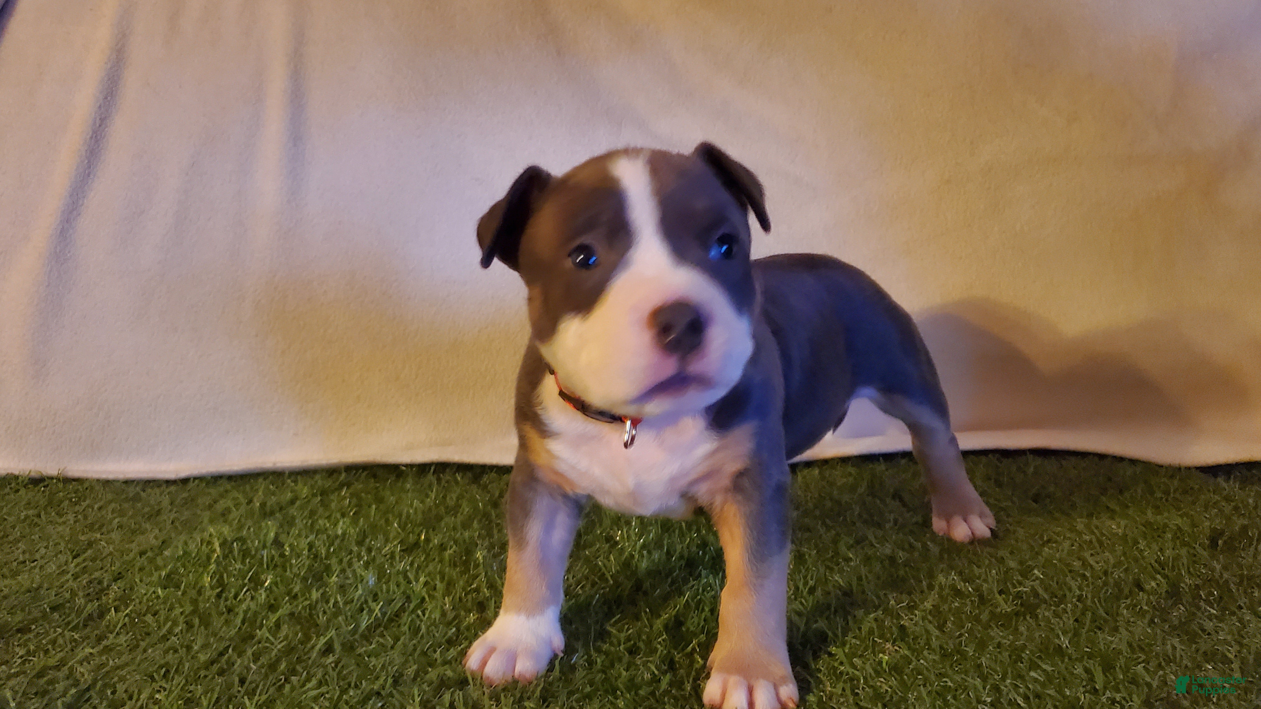 American Bully dogs for sale: American Bully 6 - Ad 3