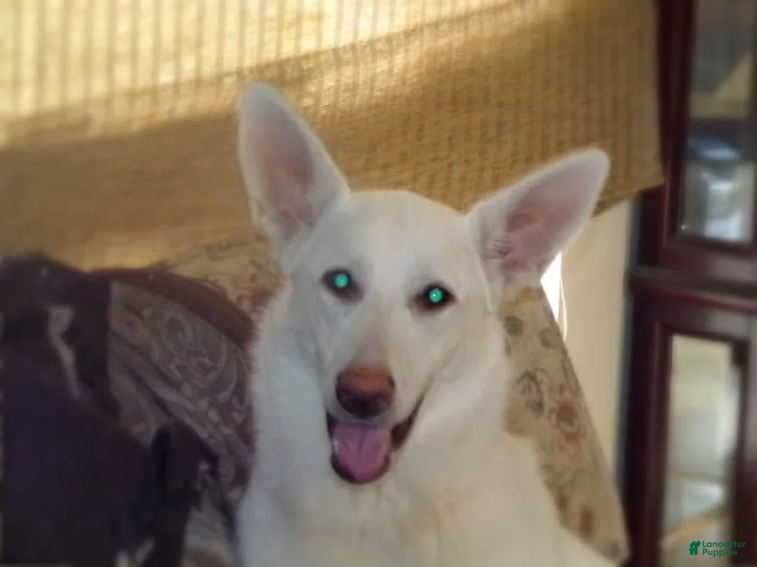 German Shepherd dogs for sale: Duke - Ad 2