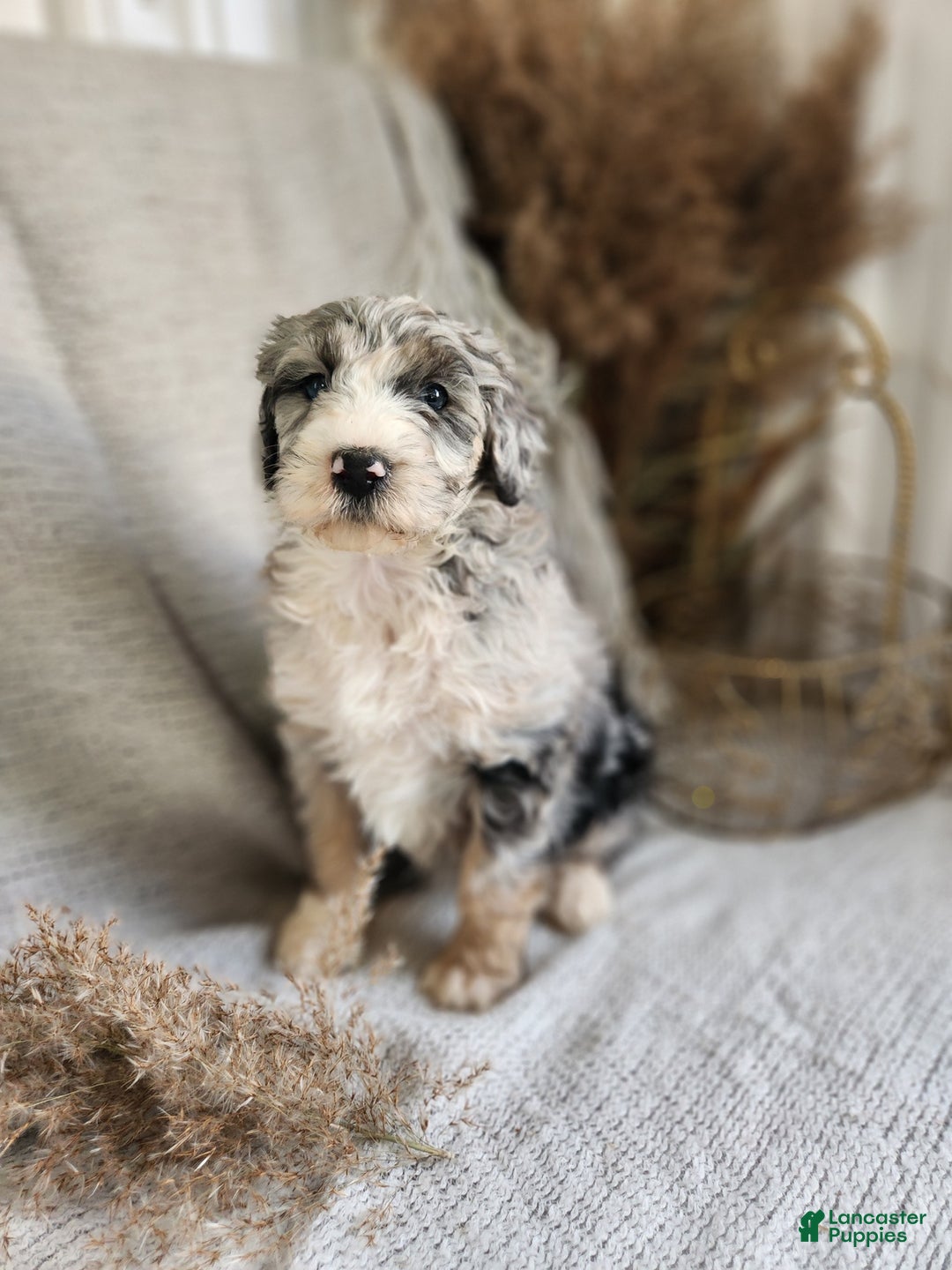 Bernedoodle dogs for sale: Lana - Ad 4