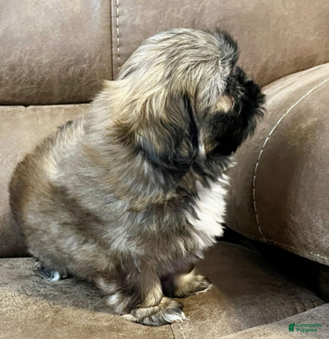 Shih Tzu dogs for sale: AKC Woody - Ad 5