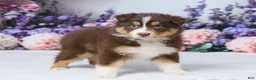 Australian Shepherd dogs for sale: Zoey - Ad 4