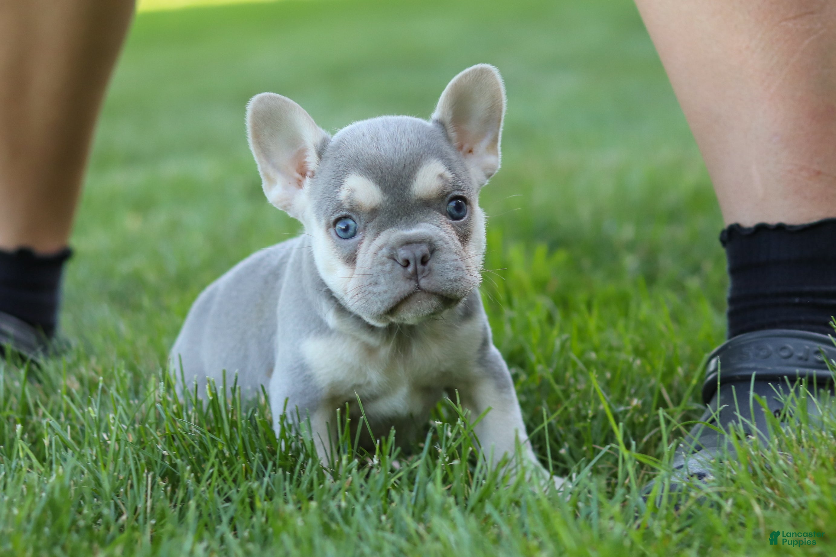French Bulldog dogs for sale: Poppy - Ad 10