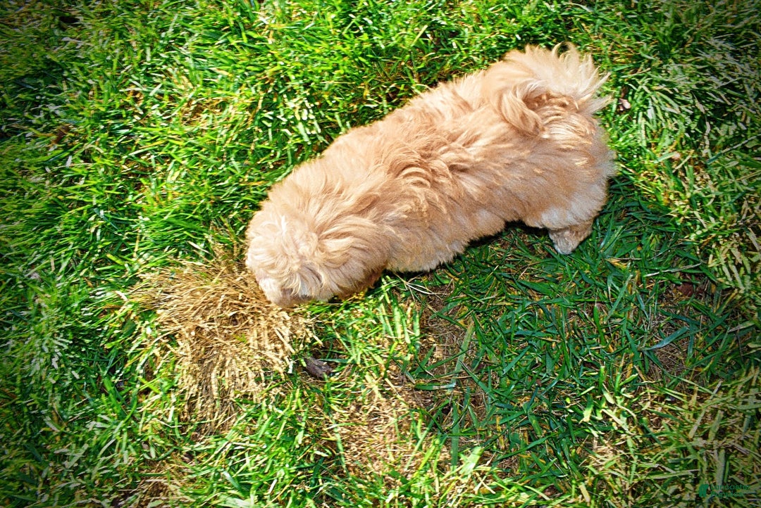 Havapoo dogs for sale: Ringo - Ad 8