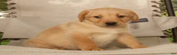 Labrador Retriever dogs for sale: Kelly - Ad 8